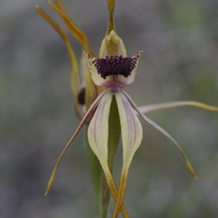 Caladenia longiclavata